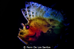 Backlighted leaf fish. by Penn De Los Santos 